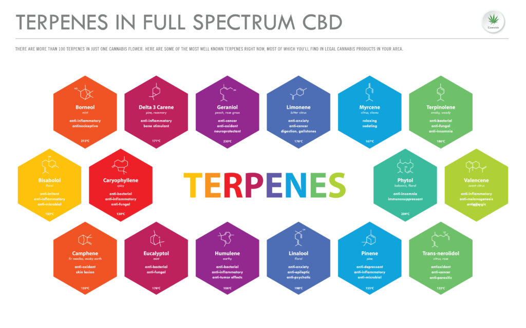 Exploring Terpenes: A Guide to the Aromatic Compounds in Cannabis