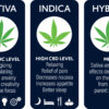 cannabis strains, indica, sativa, hybrid, effects, beginner's guide