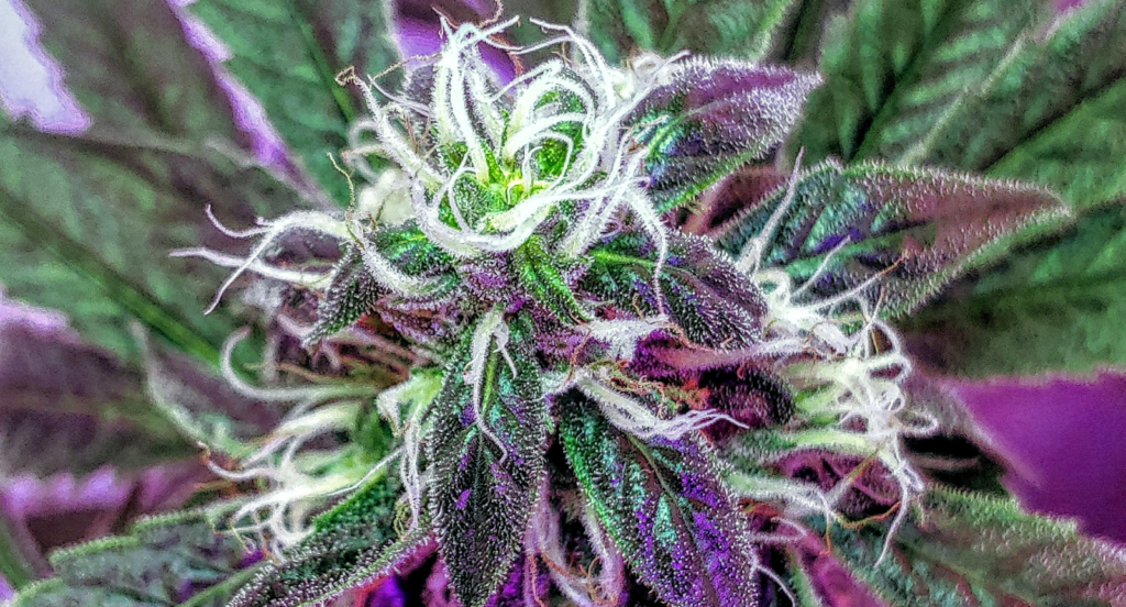 Purple Haze Weed