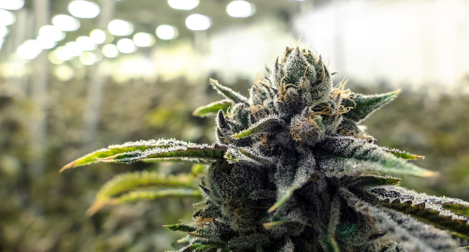 Northern Lights Weed