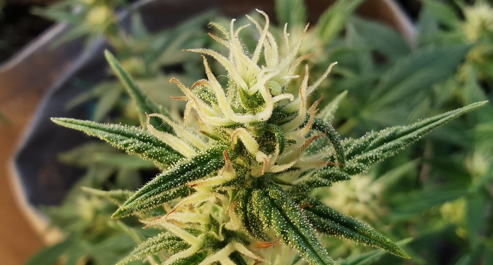 Pineapple Express Weed