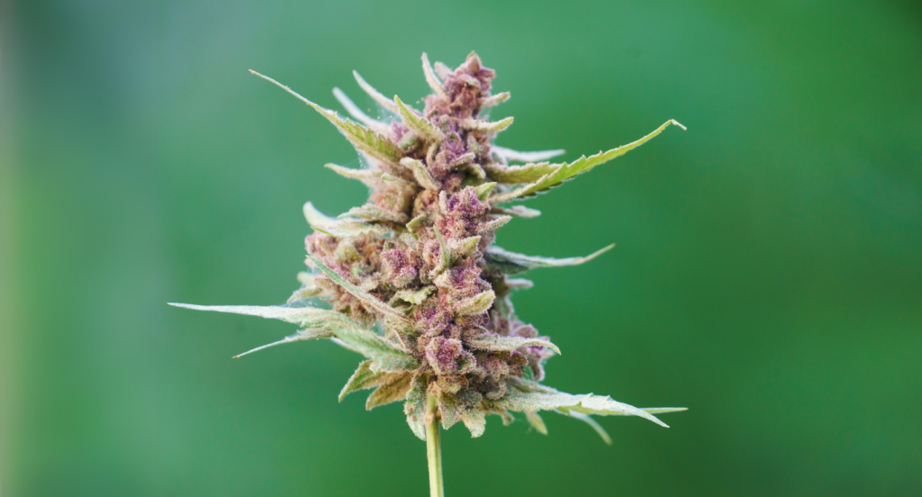 Strawberry Cough Weed