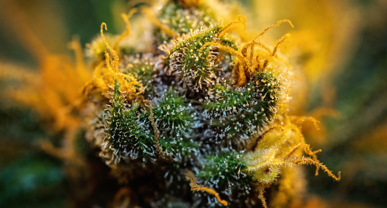 Girl Scout Cookies Weed