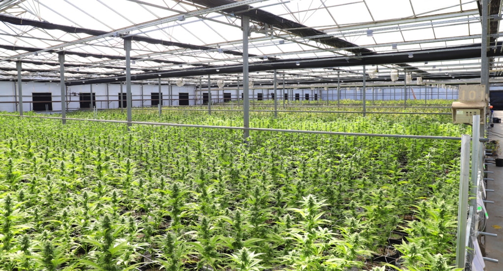 Local Cultivation Laws