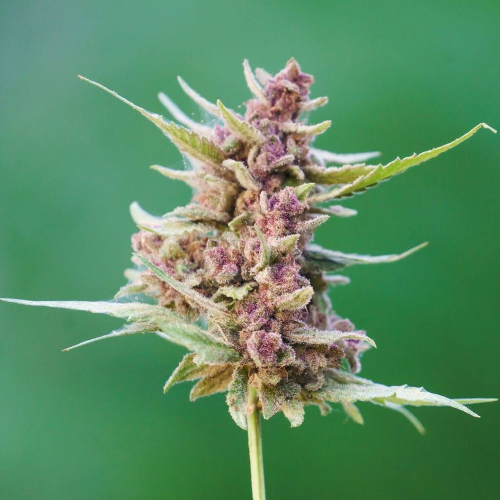 Zkittlez Weed Strain