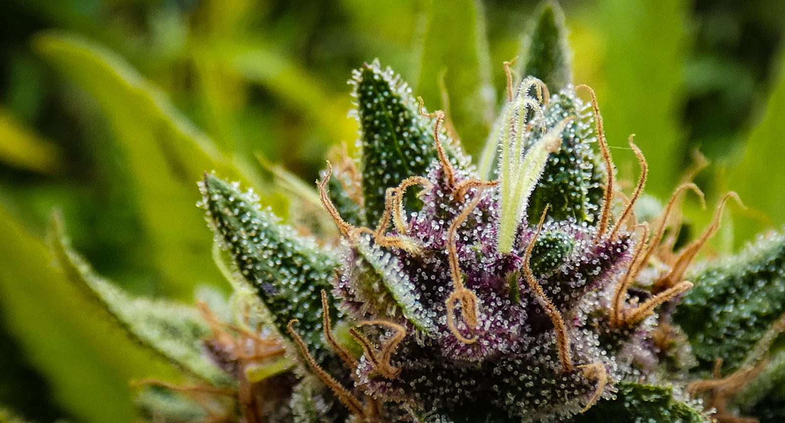 Maui Wowie Weed Strain