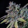 Acapulco Gold Weed Strain
