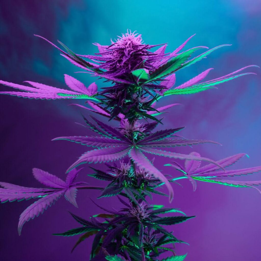 Hindu Kush Weed Strain