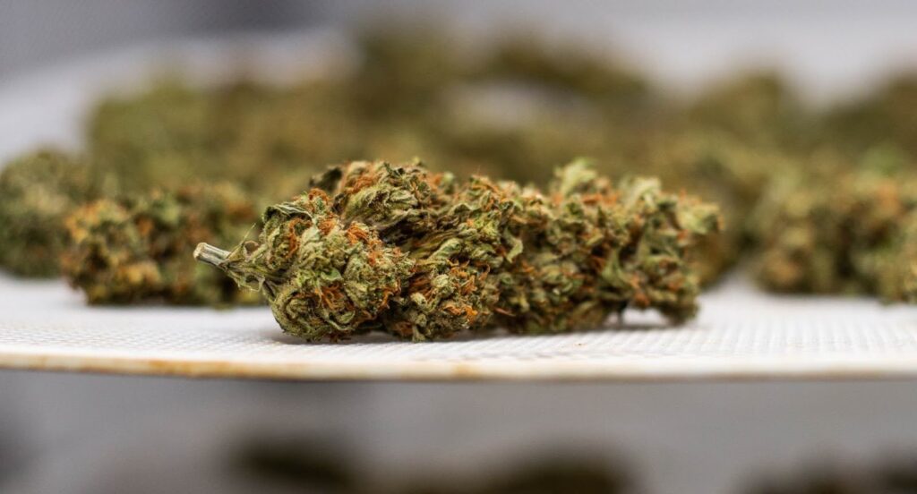 Pleasant flavor of Amnesia Haze Strain