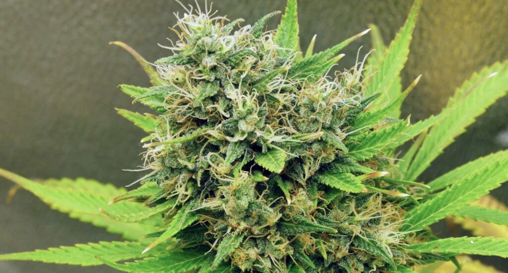 Effects of Amnesia Haze