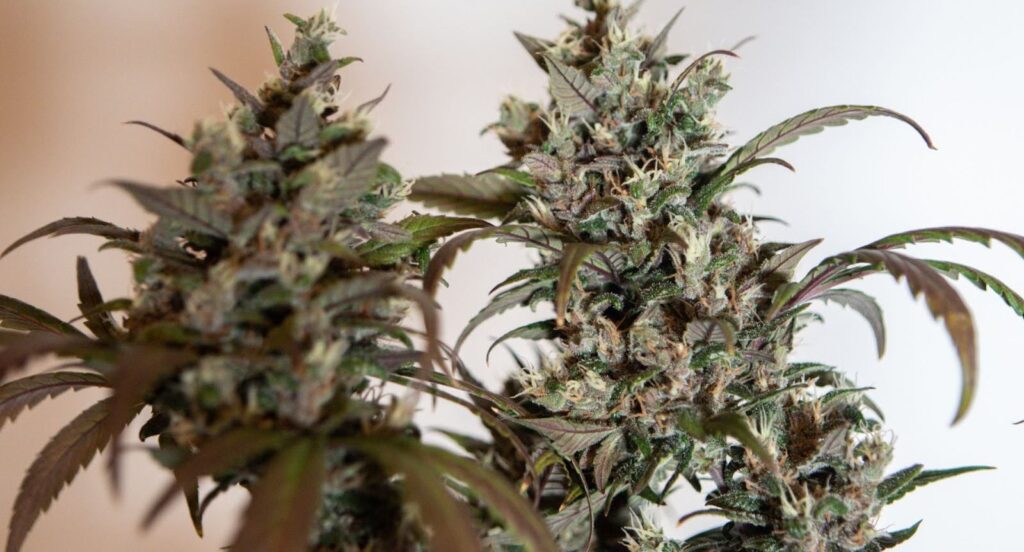 Explore the energetic world of Lemon Haze