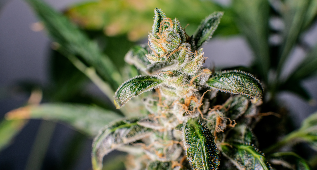 Super Silver Haze Strain