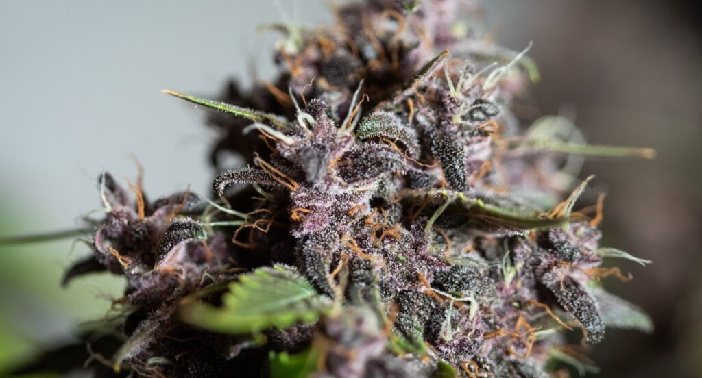 Availability of Bubba Kush