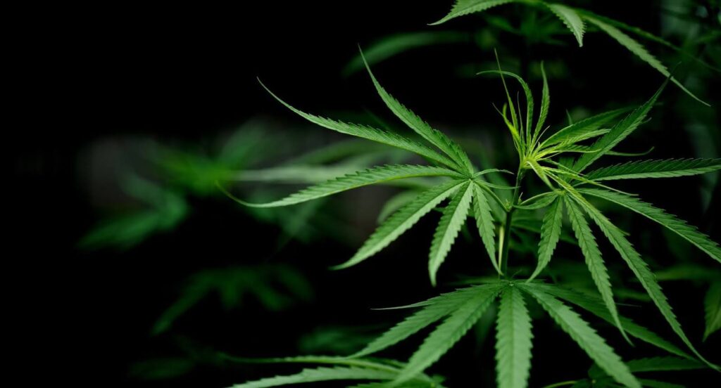 Is Weed Legal in Louisiana