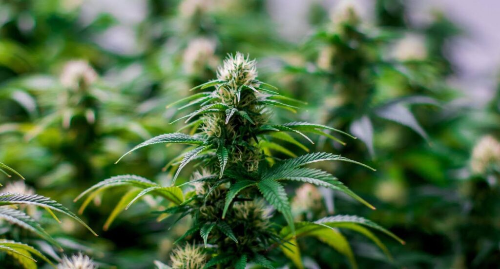  Is Weed Legal in Maryland