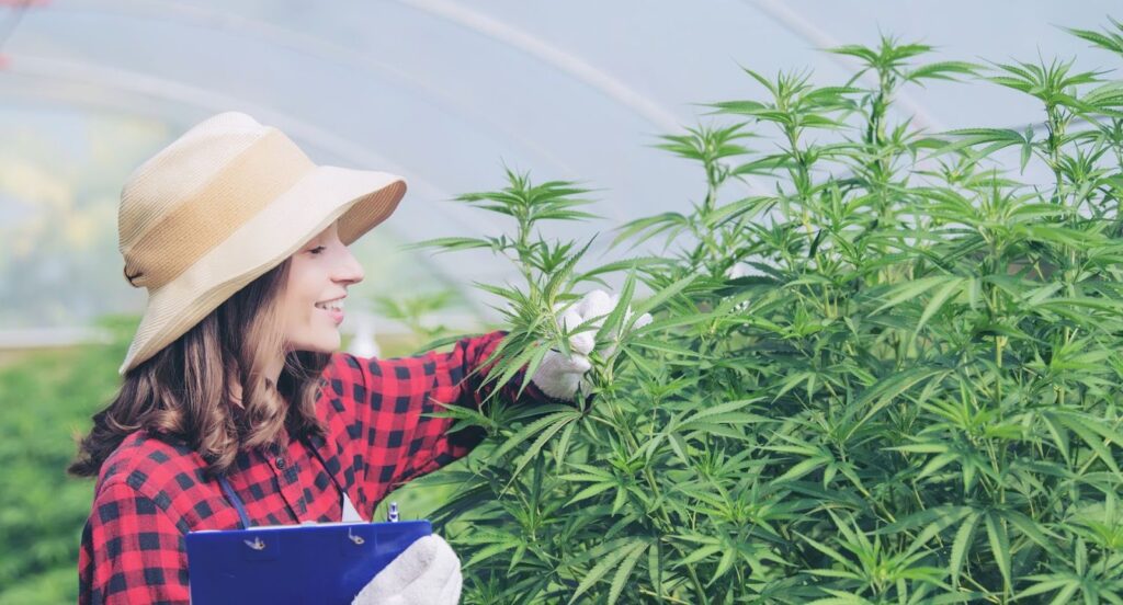 Is Weed Legal In California?